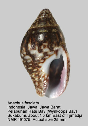 Anachis fasciata (2).jpg - Anachis fasciata (G.B.Sowerby,1825)